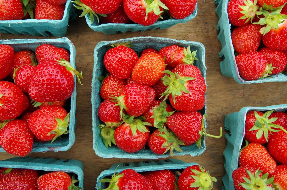 Green Berry Basket 1 Pint, Pulp Fiber Vented Produce Containers Farmers Market Basket, Fruit & Vegetable Containers