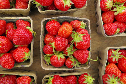 Green Berry Basket 1 Pint, Pulp Fiber Vented Produce Containers Farmers Market Basket, Fruit & Vegetable Containers